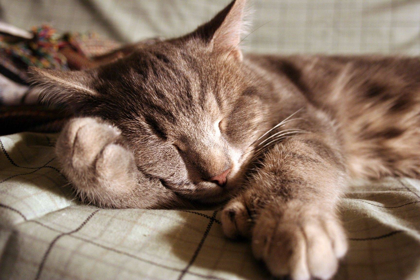 Почему кошки закрывают лицо во сне | noti cats