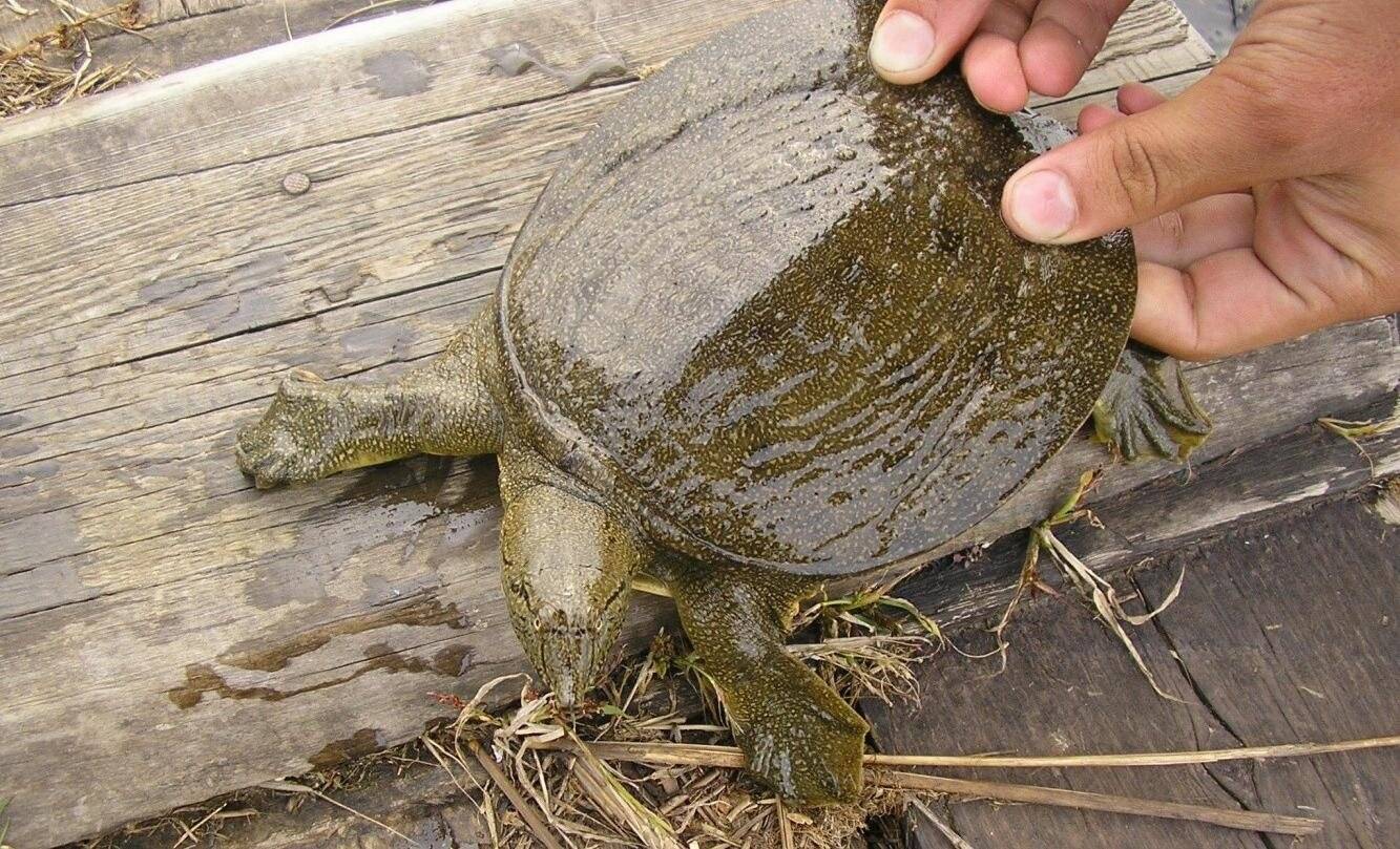 Черепаха китайский трионикс — содержание, уход, фото и видео