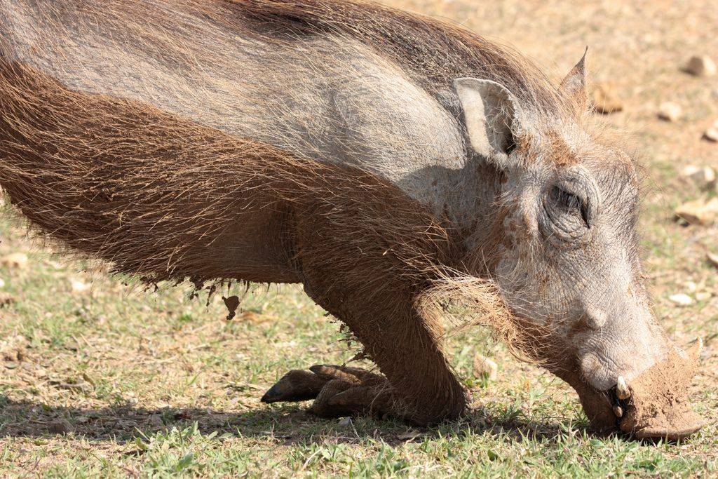 Свинья — классификация и среда обитания, особые виды, содержание + 68 фото