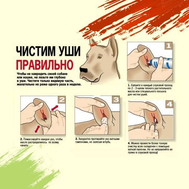 Как чистить уши собаке - пошаговое описание процедуры