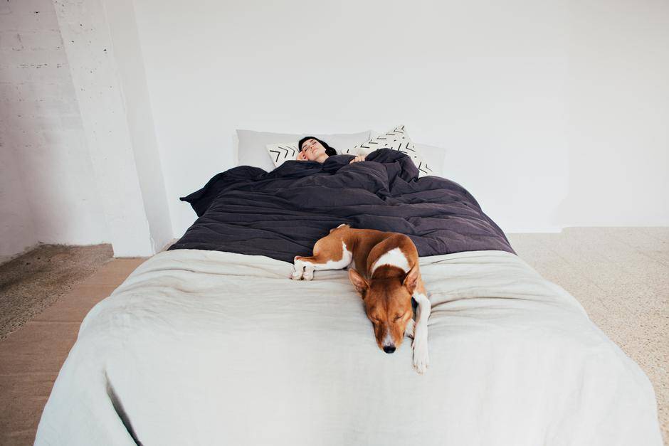 Где должен спать щенок в первую ночь? — сайт эксперта по животным — howmeow