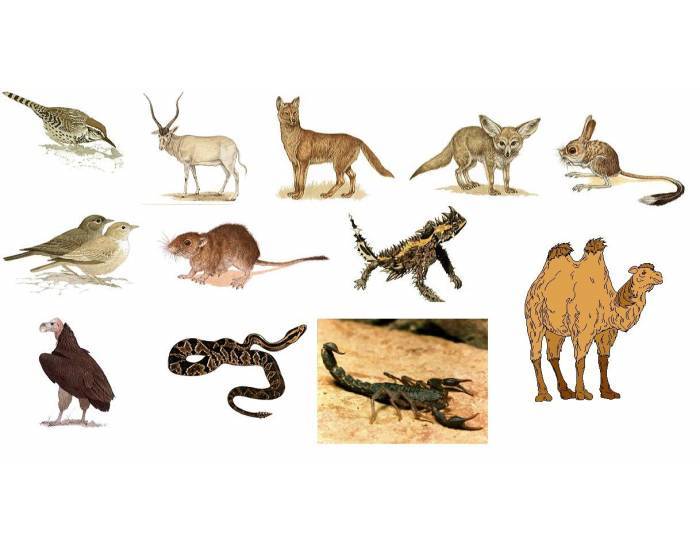 Животные пустыни. описания, названия, особенности и фото животных пустыни