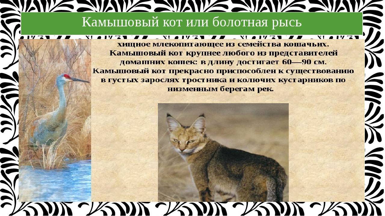 Камышовый кот: образ жизни, охота и питание, размножение