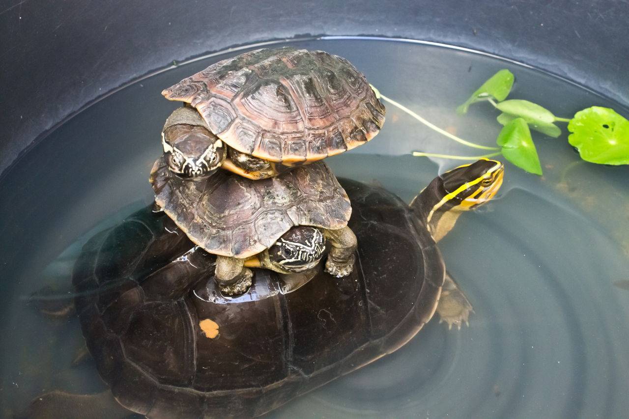 Почему домашние черепахи кусаются