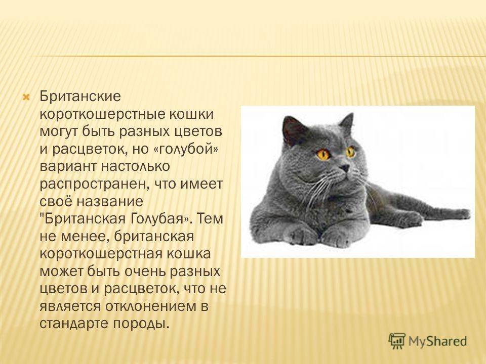 Британская короткошерстная кошка: описание породы, характер