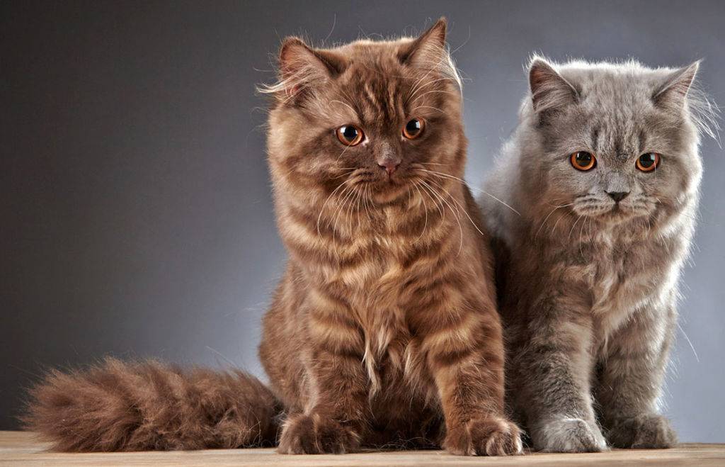 Британские длинношерстные кошки: описание породы, характер, здоровье