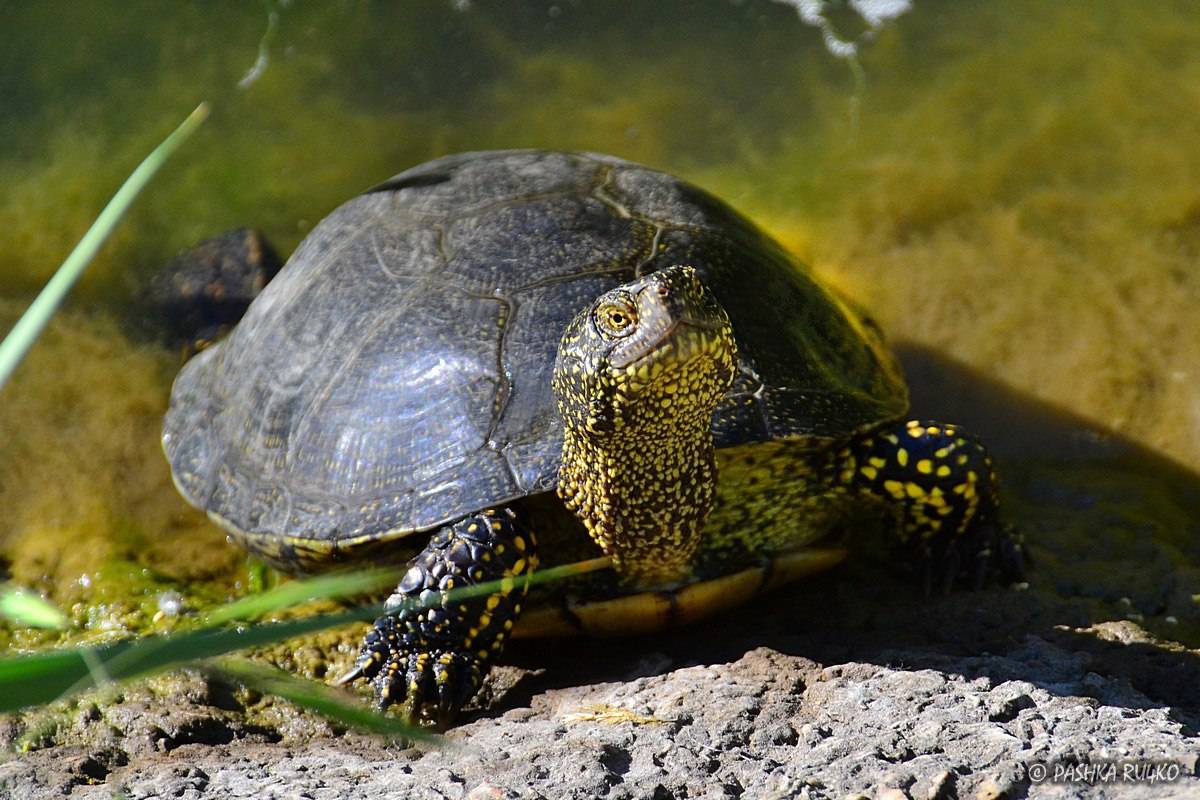 Европейская болотная черепаха | мир животных и растений