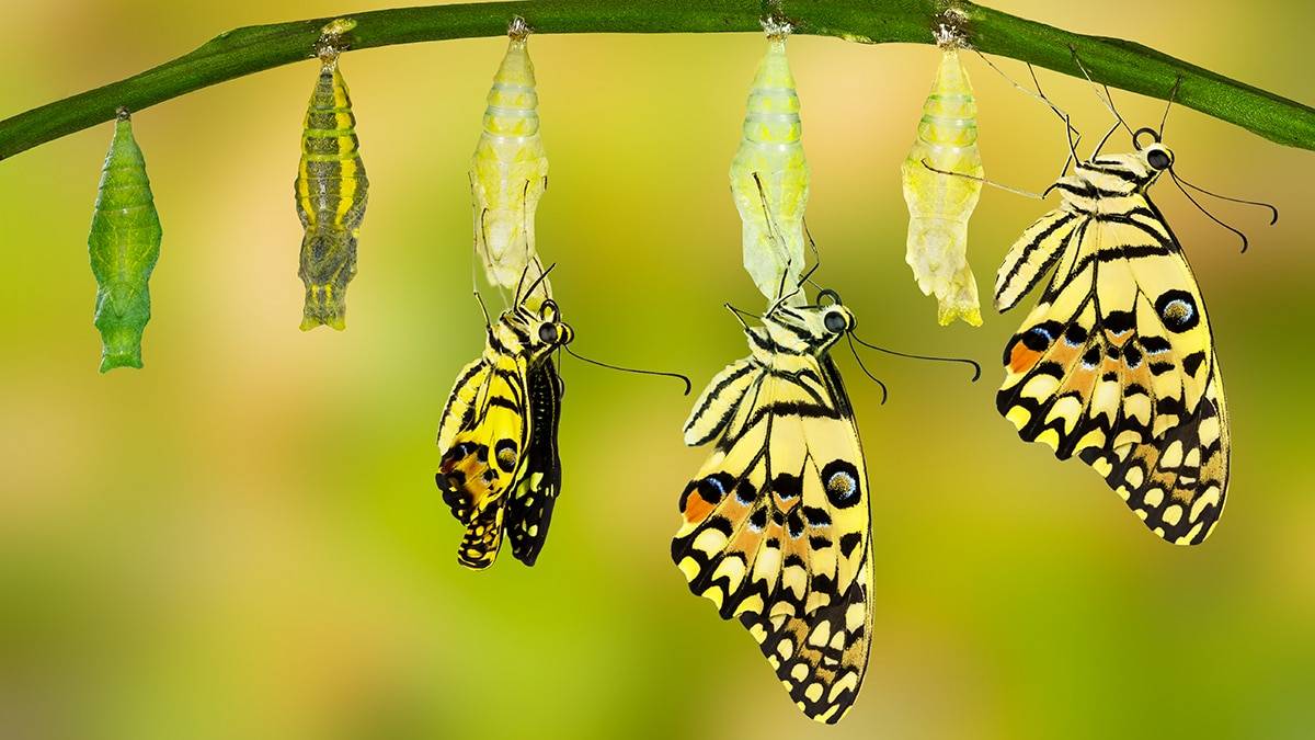 Что едят бабочки, чем их кормить? как долго они живут, стоит ли их держать дома? что давать капустнице?