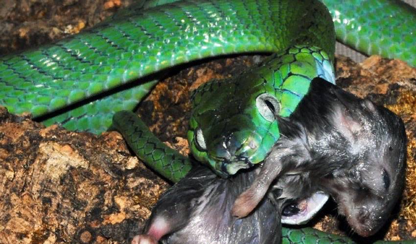 Змея зеленая бойга, ареал обитания, внешний вид, описание