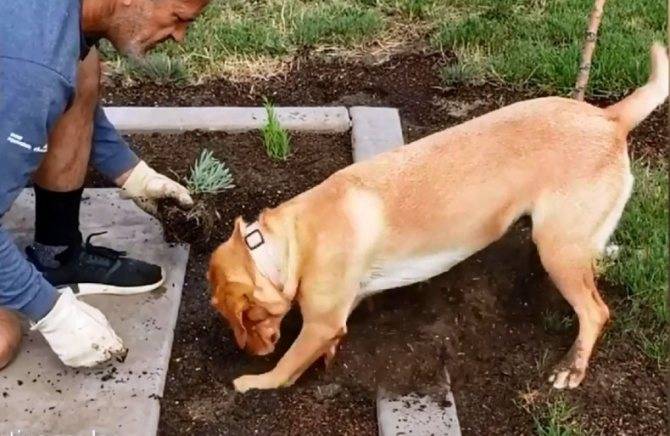 Почему собака роет ямы во дворе и как ее отучить?