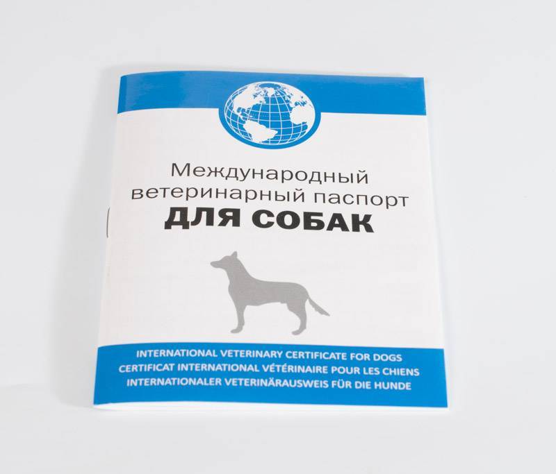 Ветеринарный паспорт для кошки: нюансы оформления документа