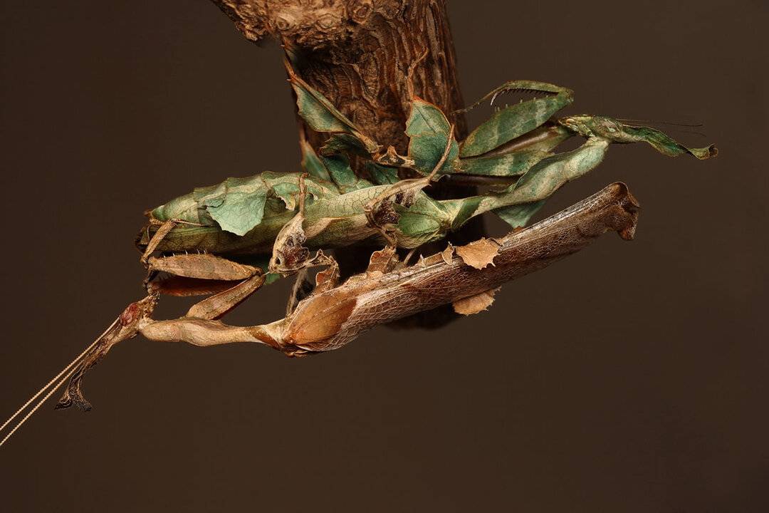 Топ 10 фактов о самых длинных насекомых мира - палочниках