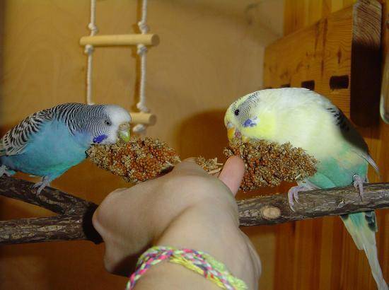 Адаптация попугая волнистого после покупки: первые дни дома
