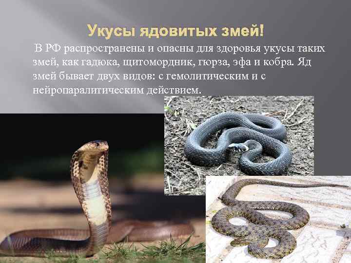Гюрза - самая ядовитая змея в мире