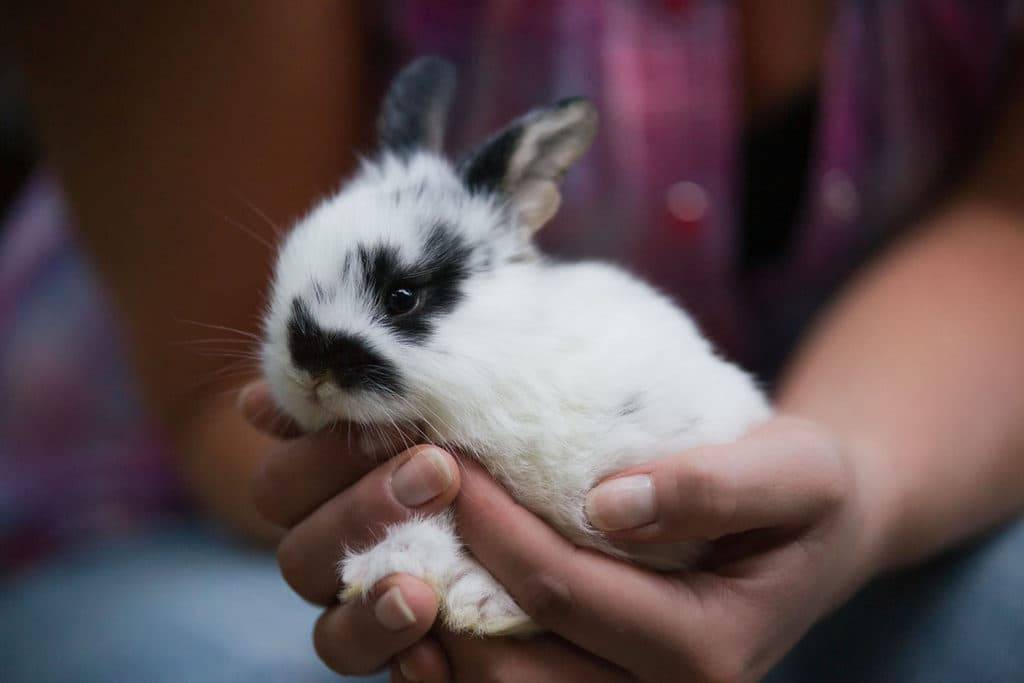 Сколько живут обычные и декоративные кролики в домашних условиях