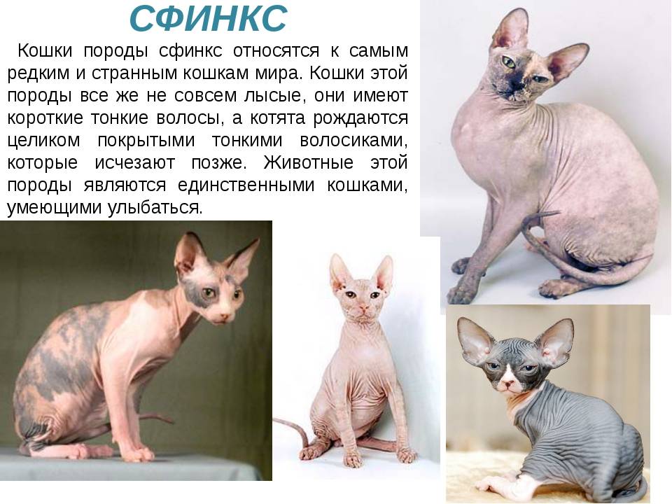 Донской сфинкс: описание породы с фото — pet-mir.ru