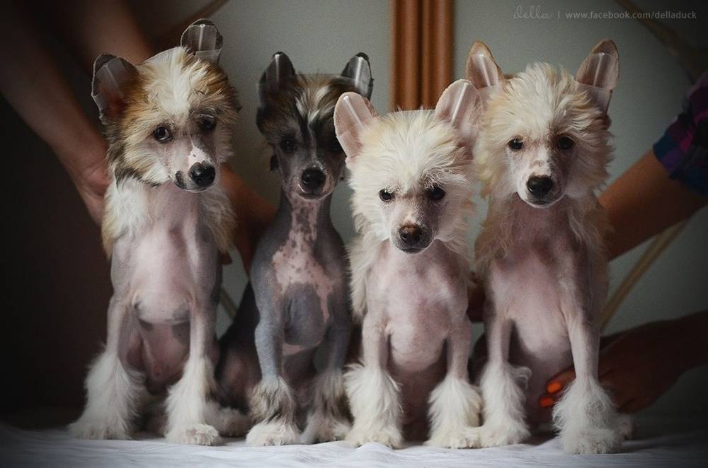 Обзор собак породы китайская хохлатая: полное описание вида, уход и фото