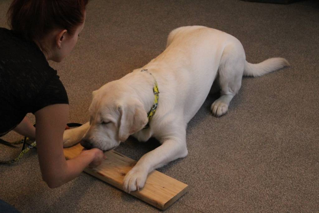 Дрессировка лабрадора: как тренировать собаку дома