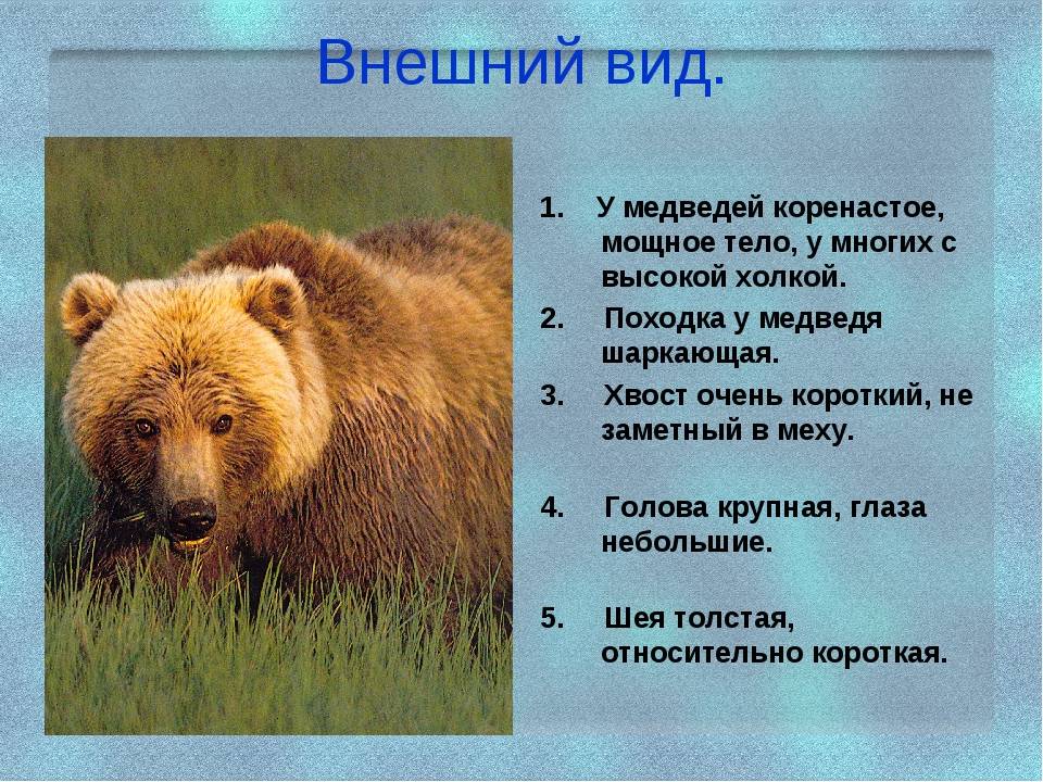 Медведь: сколько лет живет, чем питается и где обитает, виды медведей с фото