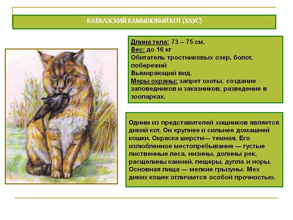 Краткое описание камышового кота, образ жизни и питание, размножение