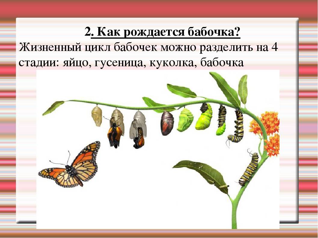 Стадии развития бабочек: как появляются, когда помогать опасно