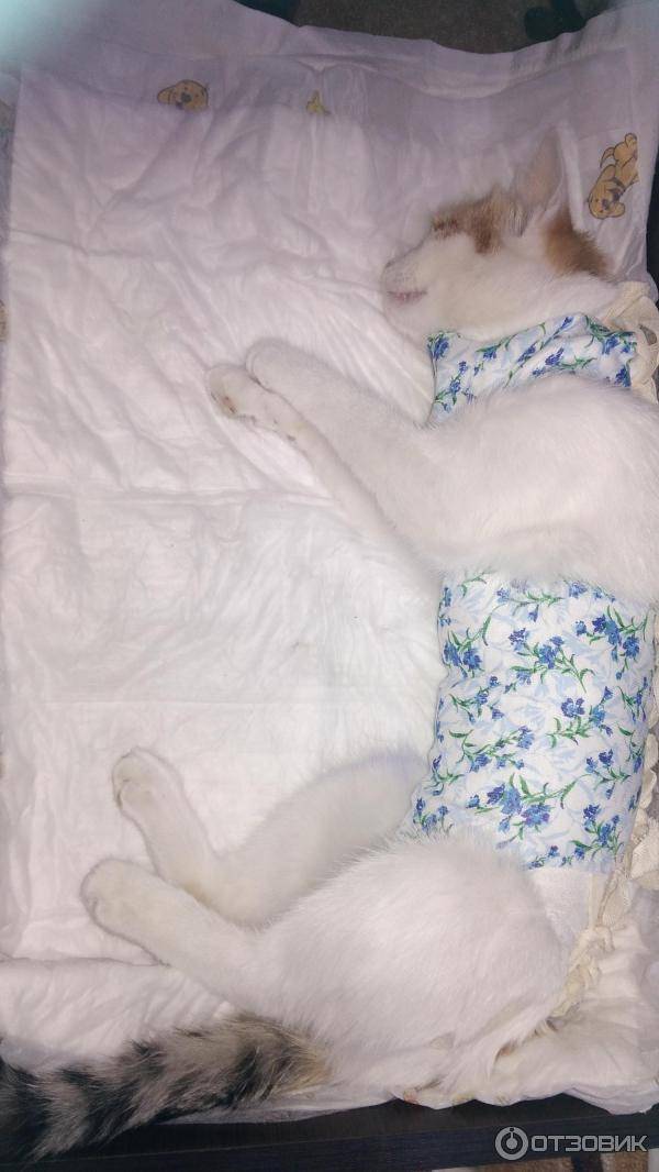Когда можно снимать с кошки попону после стерилизации: послеоперационный уход, ношение и отказ от бандажа