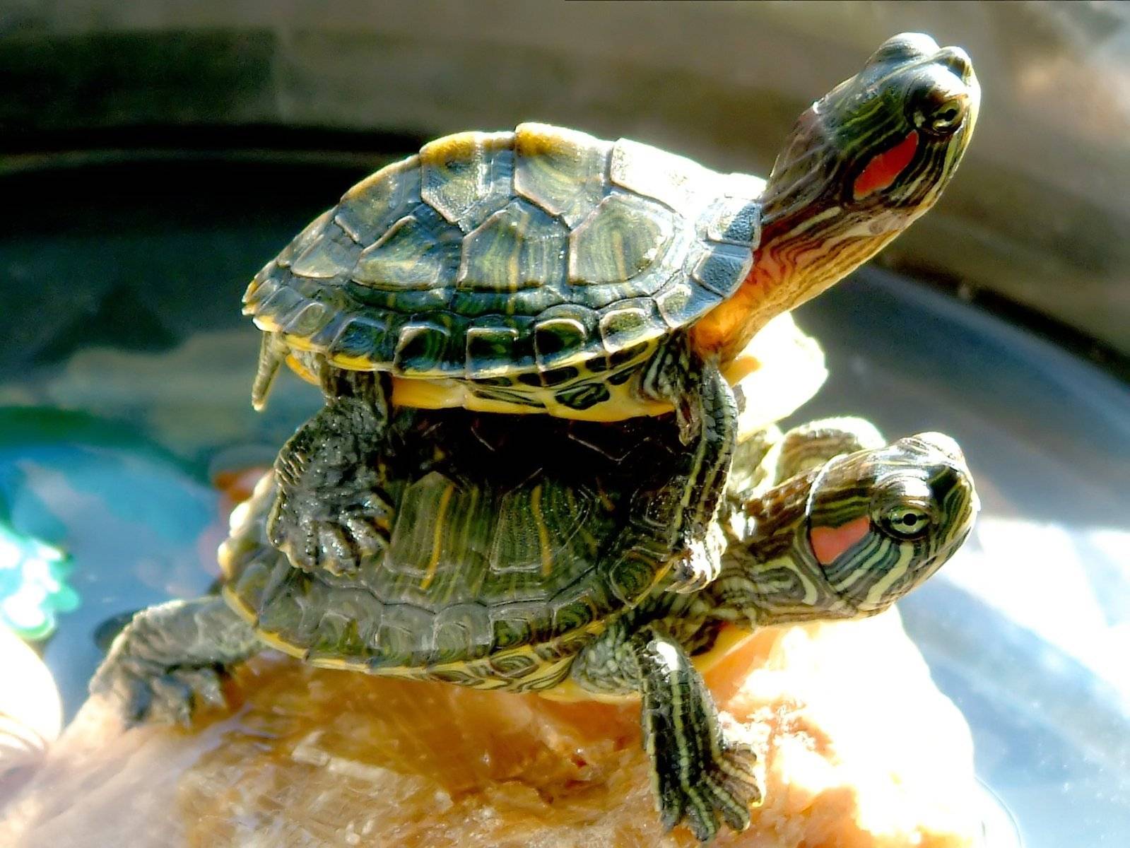 Красноухая черепаха: уход в домашних условиях, кормление, болезни
