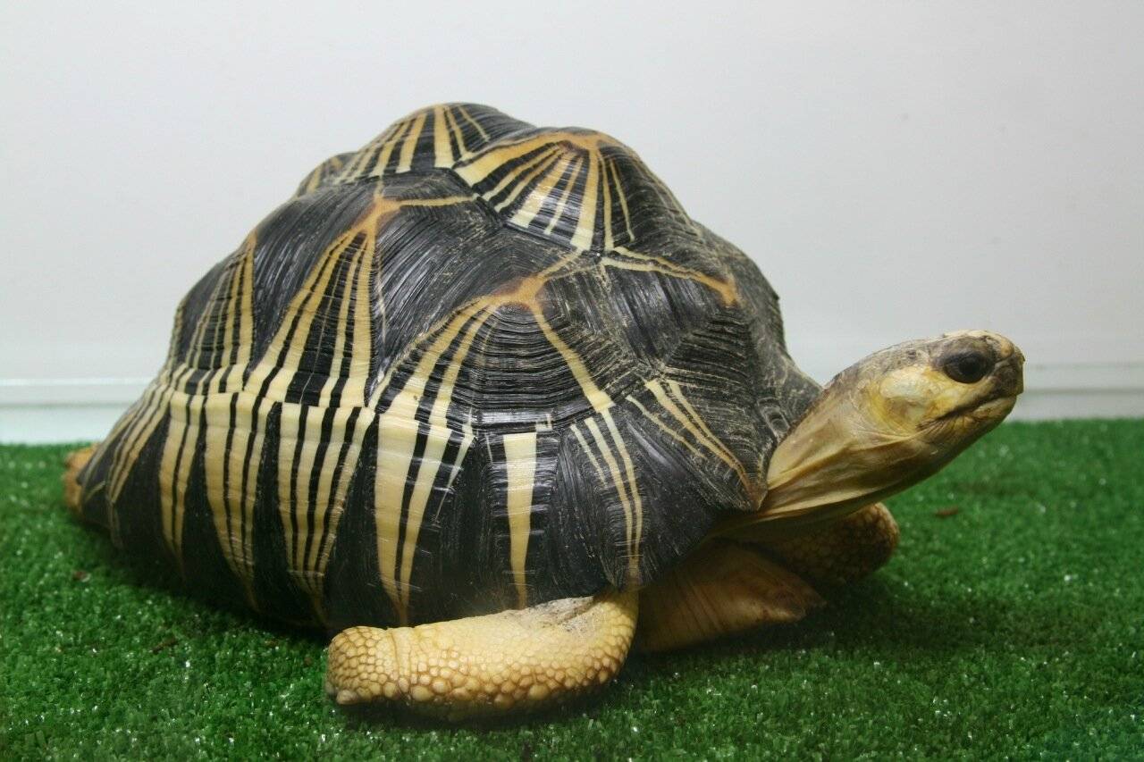 Звездчатая черепаха: уход в домашних условиях,фото