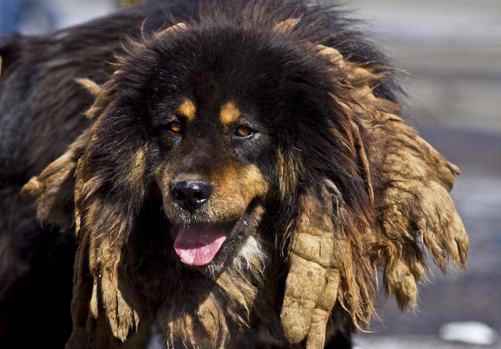 Монгольская овчарка (банхар) — фото, описание породы собак, характер, особенности ухода и содержания
