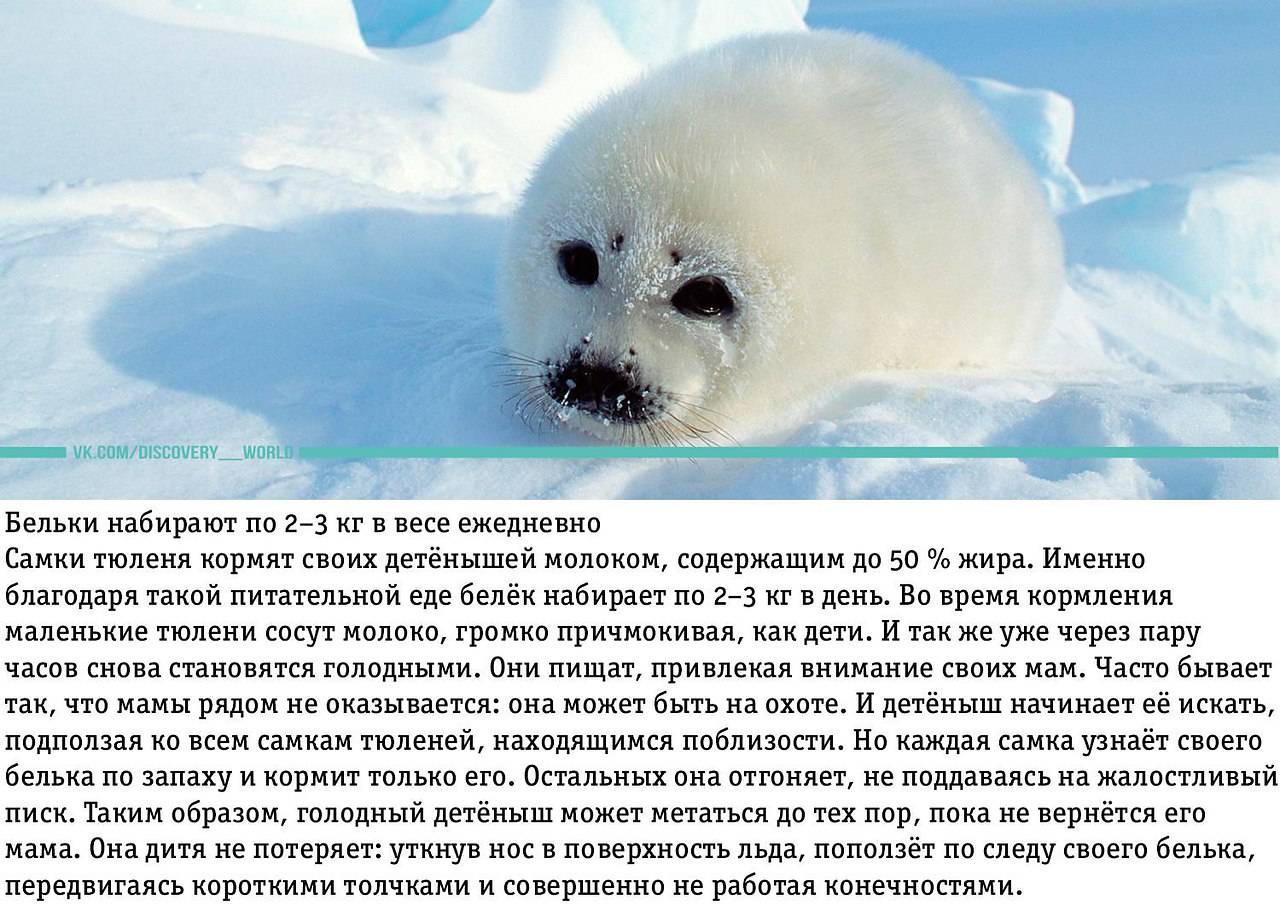 Тюлень уэдделла: интересные факты о животном. обитание и питание