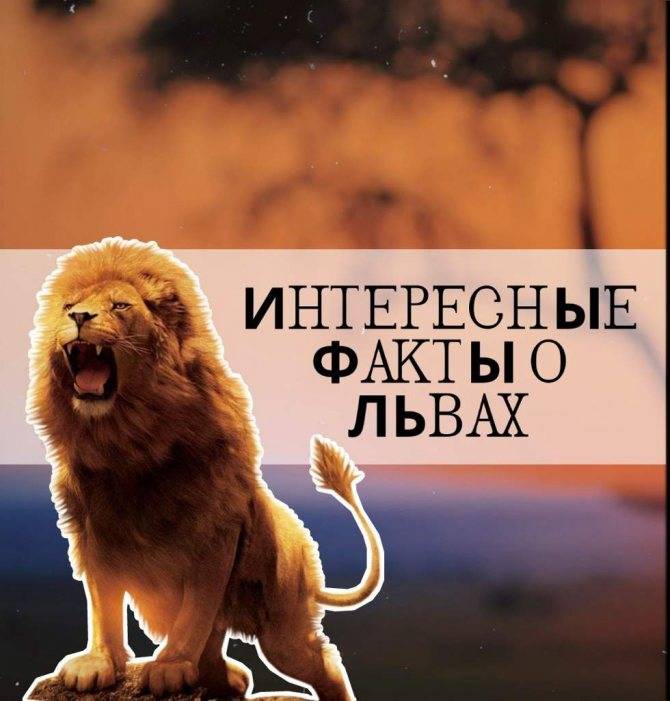 Интересные факты о львах