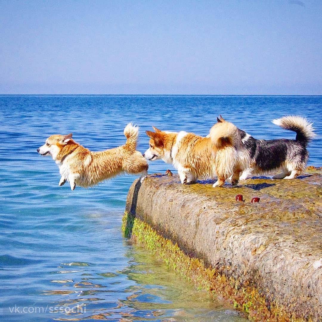 Отдых с собаками на море: куда поехать, советы, отзывы