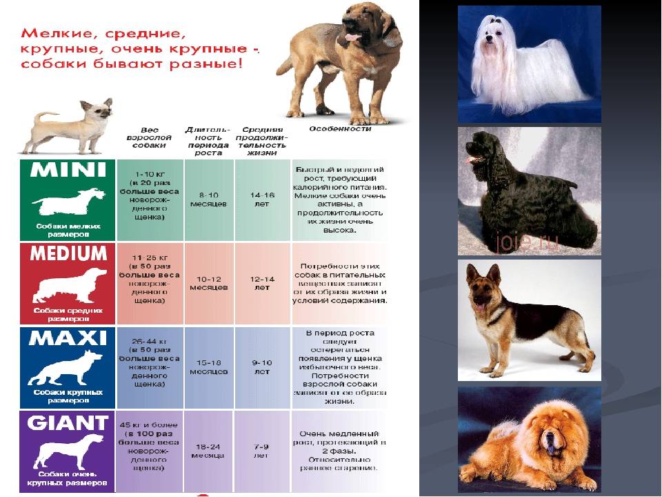 Как выбрать комбинезон для собаки? мир хвостатых - журнал о домашних питомцах.