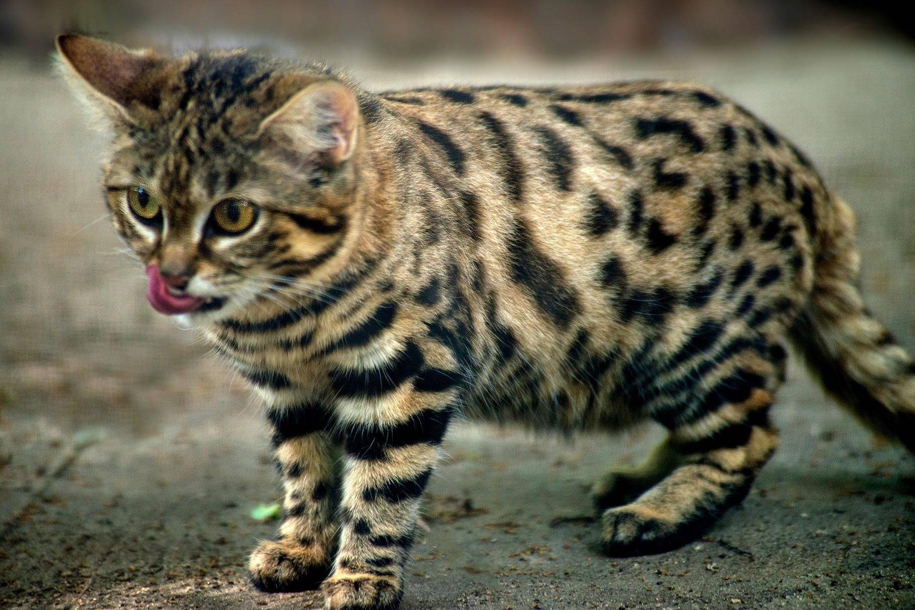 Фото и описание разновидностей диких кошек, больших и мелких, их жизнь в природе