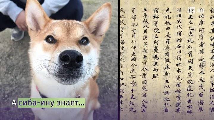 Клички для акита-ину мальчиков и девочек: как назвать собаку, в том числе в японском стиле?