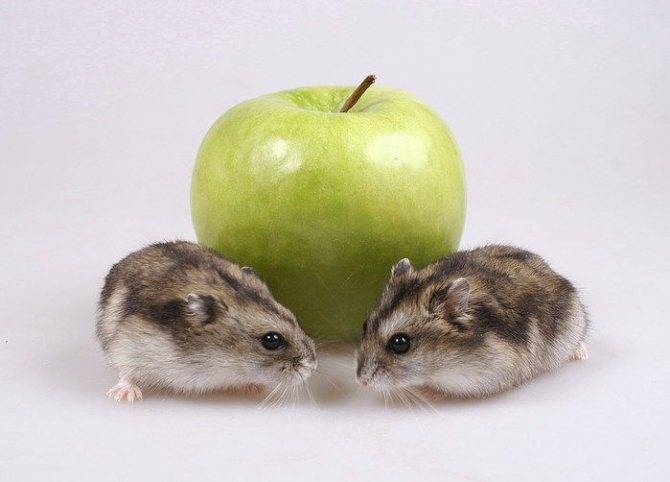 Можно ли хомякам яблоки: с кожурой и без, свежие и сушеные