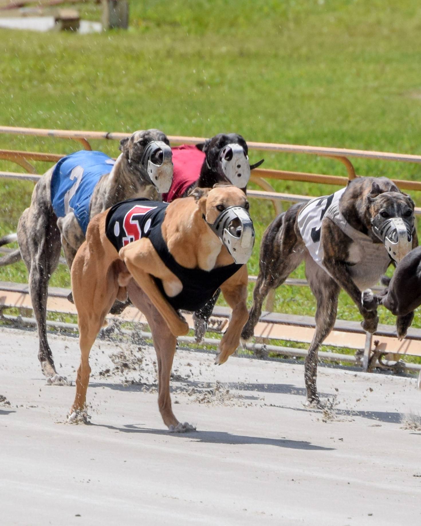 Самая быстрая собака в мире при беге: ТОП-10