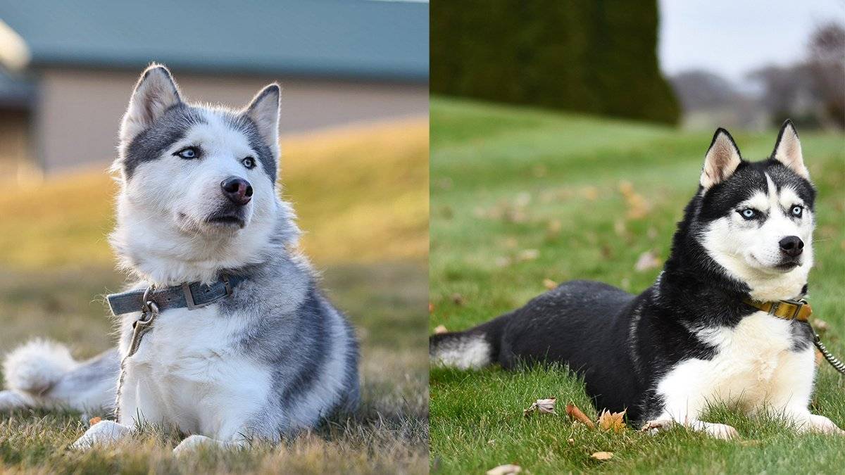 Одинаковые ли лайки и хаски: как отличить породы собак по внешнему виду