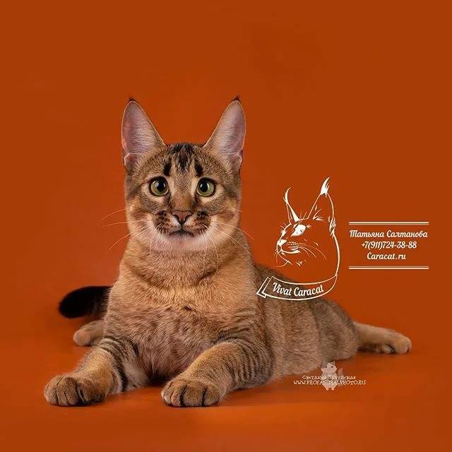Каракет – смесь каракала и бенгальской кошки