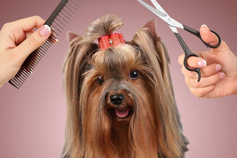 Как подстричь собаку в домашних условиях?