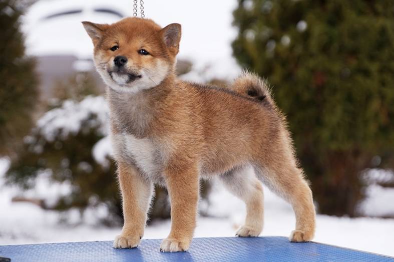 Отличия акита ину и сиба ину — разница японских пород собак, фото