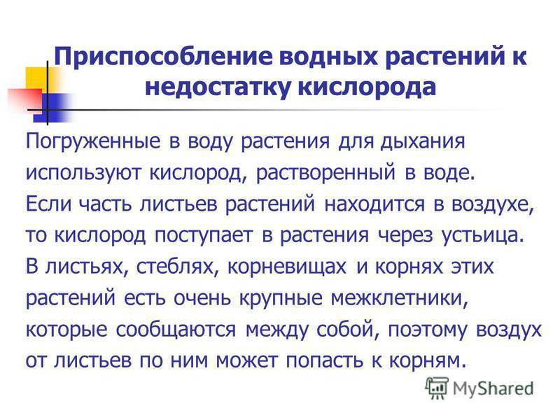 Чего не хватает растению. дефицит и переизбыток минеральных элементов | wikibotanika.ru