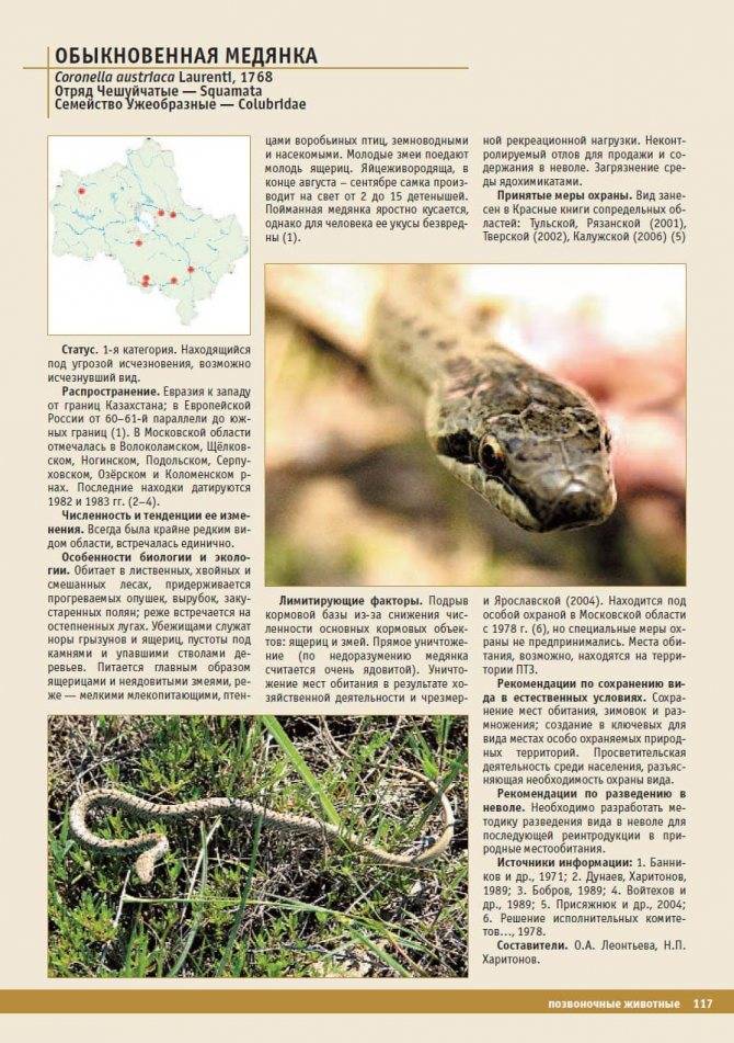 Медянка змея. образ жизни и среда обитания медянки. статья подробно расскажет о змее медянке, её особенностях и образе жизни
