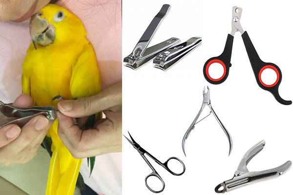 Как подстричь когти волнистому попугайчику домашних условиях