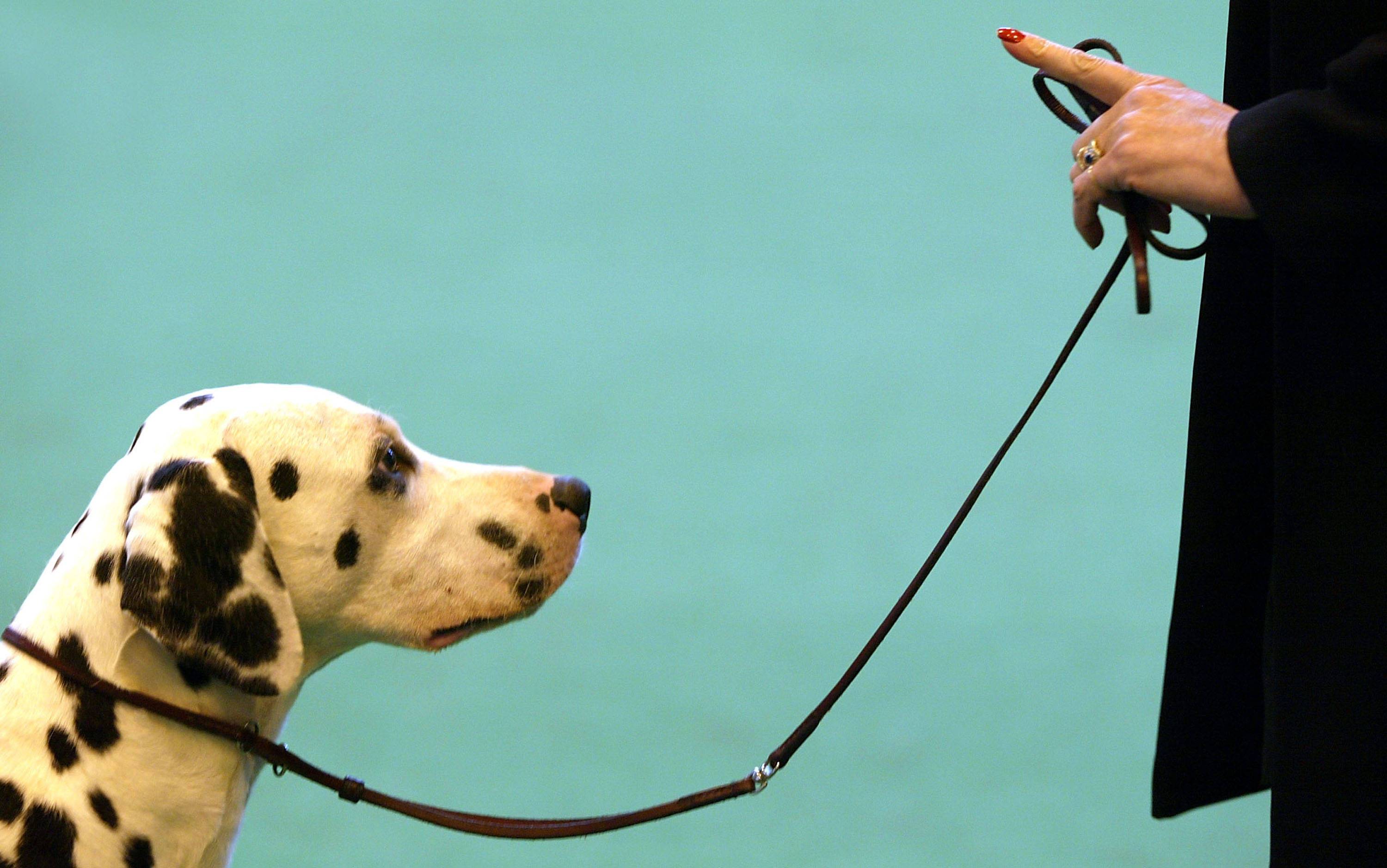 Ученые придумали как дрессировать собак с помощью вибраций
