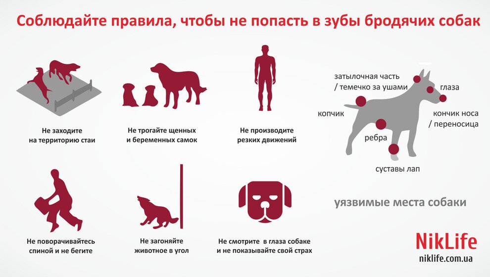 6 причин нападения собак на людей: как правильно себя вести