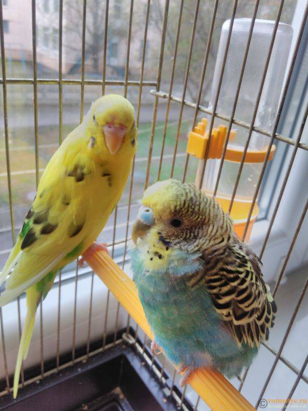 Выбор: самец или самочка. волнистые попугайчики