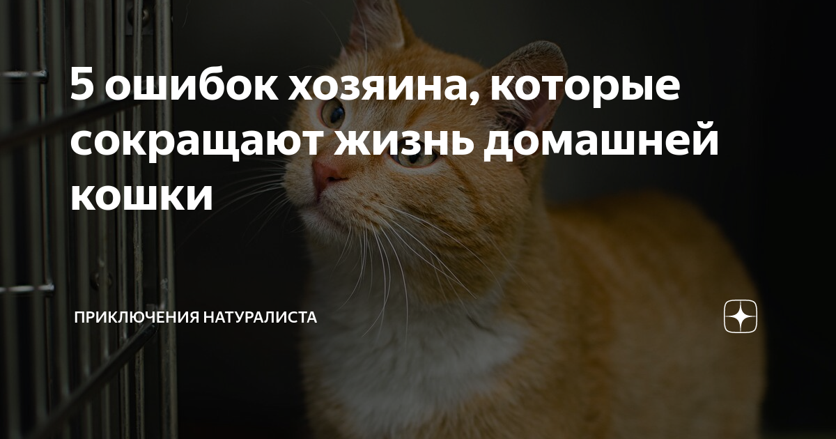 7 ошибок, которые совершают некоторые хозяева кошек - gafki.ru