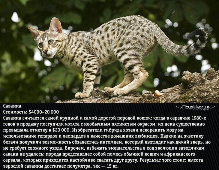 ᐉ какая порода кошек самая злая? - zoomanji.ru