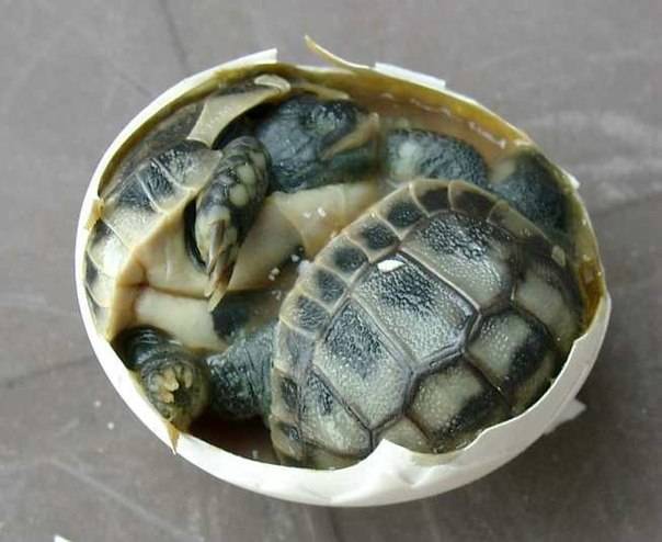 Как рождаются черепашки: вылупление из яиц новорожденных детенышей красноухих и сухопутных черепах в дикой природе и домашних условиях